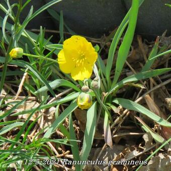 Ranunculus gramineus