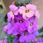 Erysimum linifolium 'Super Bowl Sunset' - Steenraket