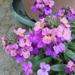 Erysimum linifolium 'Super Bowl Sunset' - Steenraket