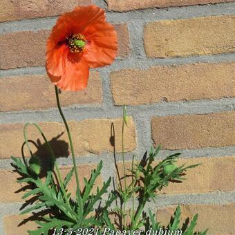 Papaver dubium