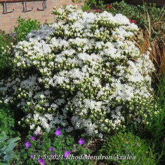 Rhododendron/Azalea