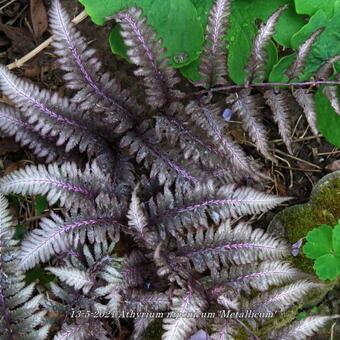 Athyrium niponicum 'Metallicum'