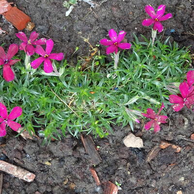 Dwergvlambloem - Phlox douglasii 'Ochsenblut'