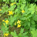 Chelidonium majus  - Stinkende gouwe, wrattenkruid - Chelidonium majus 