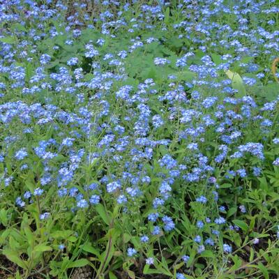 Bos-vergeet-mij-nietje - Myosotis sylvatica