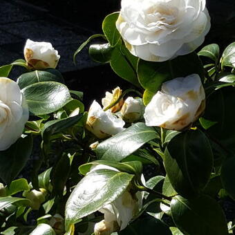 Camellia japonica 'Nobilissima'