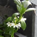 Scaevola aemula 'WHIRLWIND White' - Waaierbloem