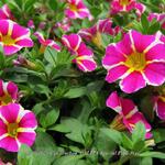 Calibrachoa 'CALITA Special Pink Star' - Mini petunia