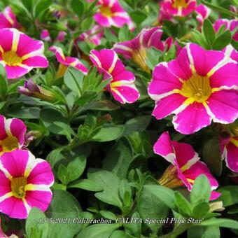 Calibrachoa 'CALITA Special Pink Star'