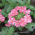 Verbena x peruviana SAMIRA 'Rose Star' - IJzerhard