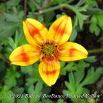 Bidens 'BeeDance Painted Yellow' - Tandzaad