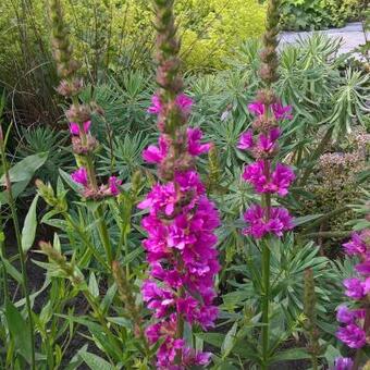 Lythrum salicaria 'Dropmore Scarlet'