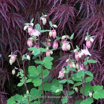 Aquilegia hybride