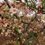 Chaenomeles cathayensis - Sierkwee, Japanse kwee