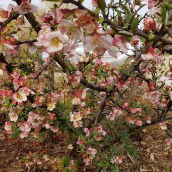 Chaenomeles cathayensis