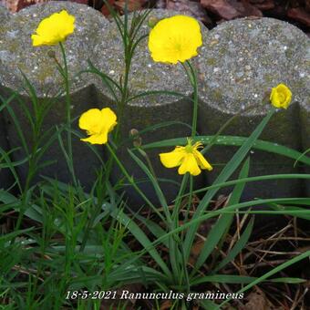 Ranunculus gramineus