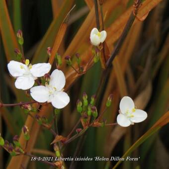 Libertia ixioides 'Helen Dillon Form'