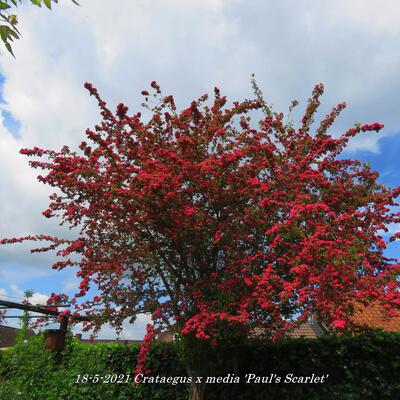 Tweestijlige meidoorn - Crataegus x media 'Paul's Scarlet'