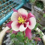 Aquilegia caerulea 'ORIGAMI Red&White' - Akelei