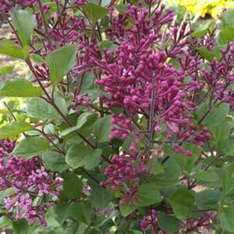 Syringa BLOOMERANG 'Dark Purple'