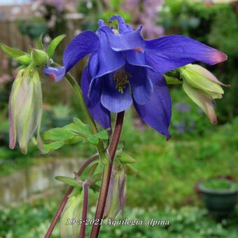 Aquilegia alpina