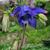 Aquilegia alpina