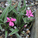 Rhodohypoxis baurii 'Douglas' - Sterretjesgras, Roodsterretje