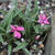 Rhodohypoxis baurii 'Douglas'