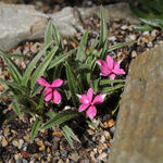 Rhodohypoxis baurii 'Douglas' - Sterretjesgras, Roodsterretje