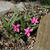 Rhodohypoxis baurii 'Douglas'