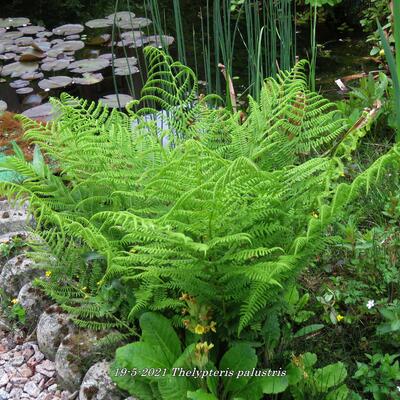 Moerasvaren - Thelypteris palustris