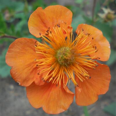 Nagelkruid - Geum coccineum 'Borisii'