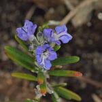 Rosmarinus officinalis 'Whitewater Silver' - Rozemarijn