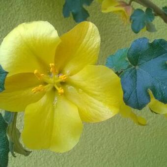 Fremontodendron 'California Glory'