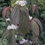 Viburnum setigerum 'Aurantiacum' - Sneeuwbal