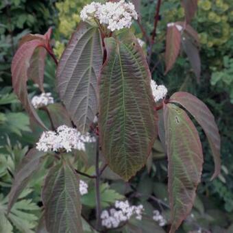 Viburnum setigerum 'Aurantiacum'