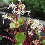 Saxifraga fortunei 'Rubrifolia' - Steenbreek