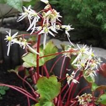 Saxifraga fortunei 'Rubrifolia'