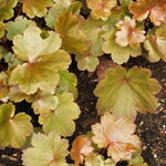 Saxifraga fortunei 'Rubrifolia' - Steenbreek