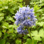 Muscari comosum - Kuifhyacint