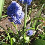 Muscari comosum - Kuifhyacint