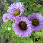 Stokesia laevis 'Mini Mels' - Korenbloemaster