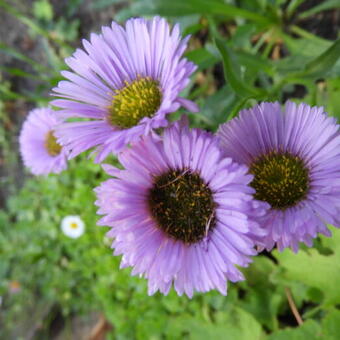 Stokesia laevis 'Mini Mels'