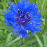 Centaurea - Korenbloem