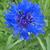 Centaurea