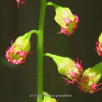 Tellima grandiflora