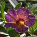 Calibrachoa 'Chameleon Blueberry Scone' - Mini petunia