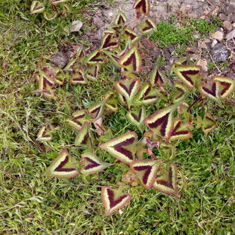 Persicaria microcephala 'Silver Brown'