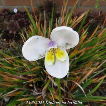 Diplarrena latifolia