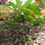 Polygonatum Odoratum 'Red Stem' - Welriekende salomonszegel